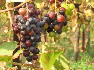 Burgundia – kraina winnic