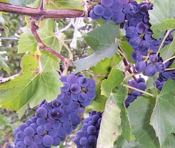 wine_grapes350.jpg