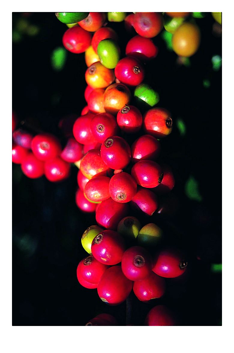 sklepsegafredo.pl_1-002-2014-06-26 _ 22_36_32-72