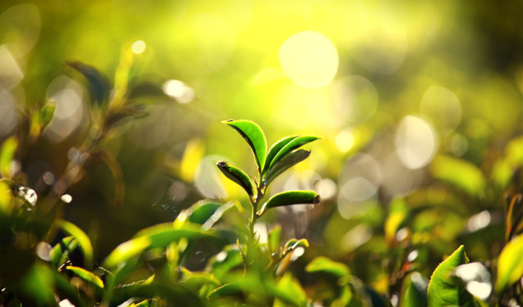 Cejloński lew – gwarancja jakości najlepszej herbaty