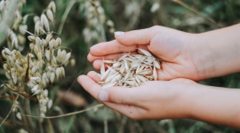 Odkryj bogactwo zbóż dla maluszka! LIFESTYLE, Żywienie - Karmiąc piersią, mama zapewnia niemowlęciu to, co najlepsze. Ten wyjątkowy pokarm w pewnym momencie przestanie jednak w pełni zaspokajać potrzeby maluszka. Przychodzi wtedy czas na rozszerzanie diety, które może być nie lada wyzwaniem! Warzywa, owoce, a co dalej?