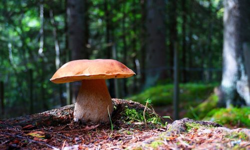 Kuchnia blisko natury: Leśne grzyby – minimum kalorii i maksimum smaku!