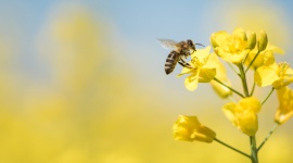 Jej Wysokość Pszczoła LIFESTYLE, Żywienie - Ptaki, nietoperze i inne małe ssaki, a także owady takie jak motyle, chrząszcze i pszczoły zapylają rośliny i pomagają im w rozmnażaniu. Dzięki zapylaczom produkowane są zasoby naturalne, podtrzymana jest równowaga w ekosystemach, a pożywienie znajduje się na (...)