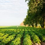 13 lipca Międzynarodowym Świętem Frytek
